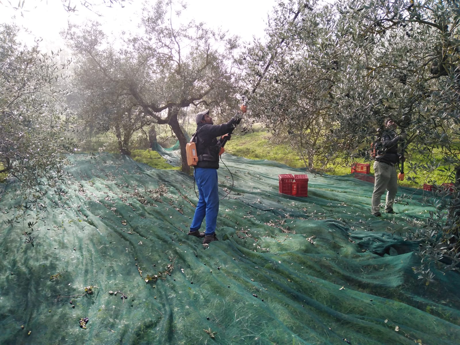 Olive Harvest