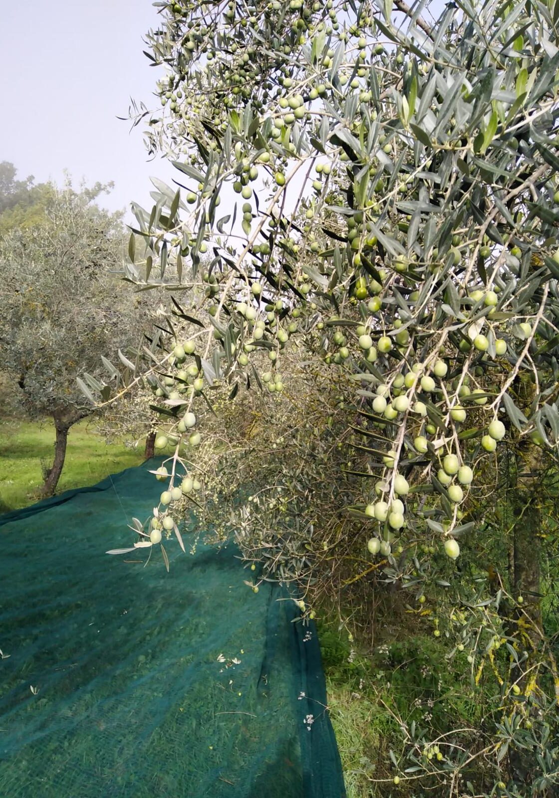 Ripe Olive Tree at Harvest